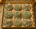 Maui Collection